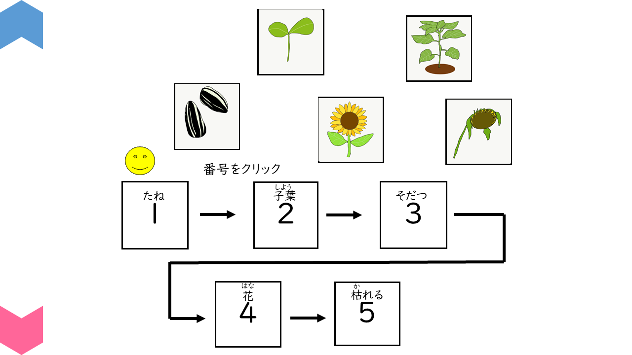 理科 植物の育つ順番を確認しよう Teach U 特別支援教育のためのプレゼン教材サイト